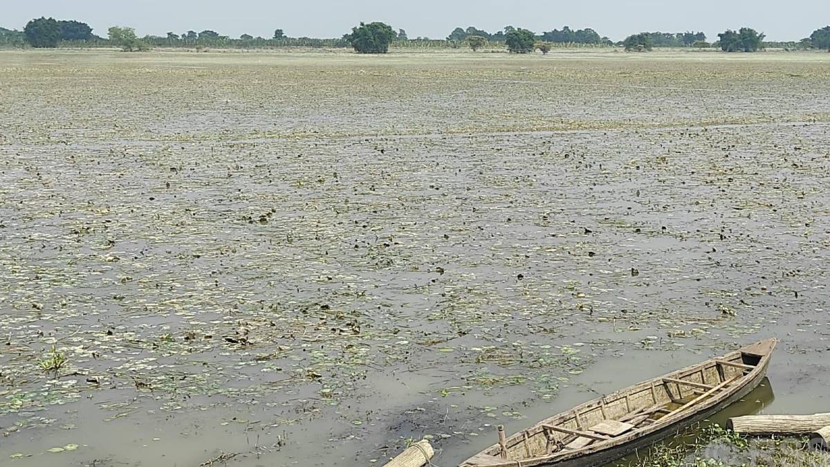 बाढीपीडित किसानको गुनासो- स्याहार्ने बेलाको धान बाढीले लग्यो, अब के गर्ने थाहा छैन