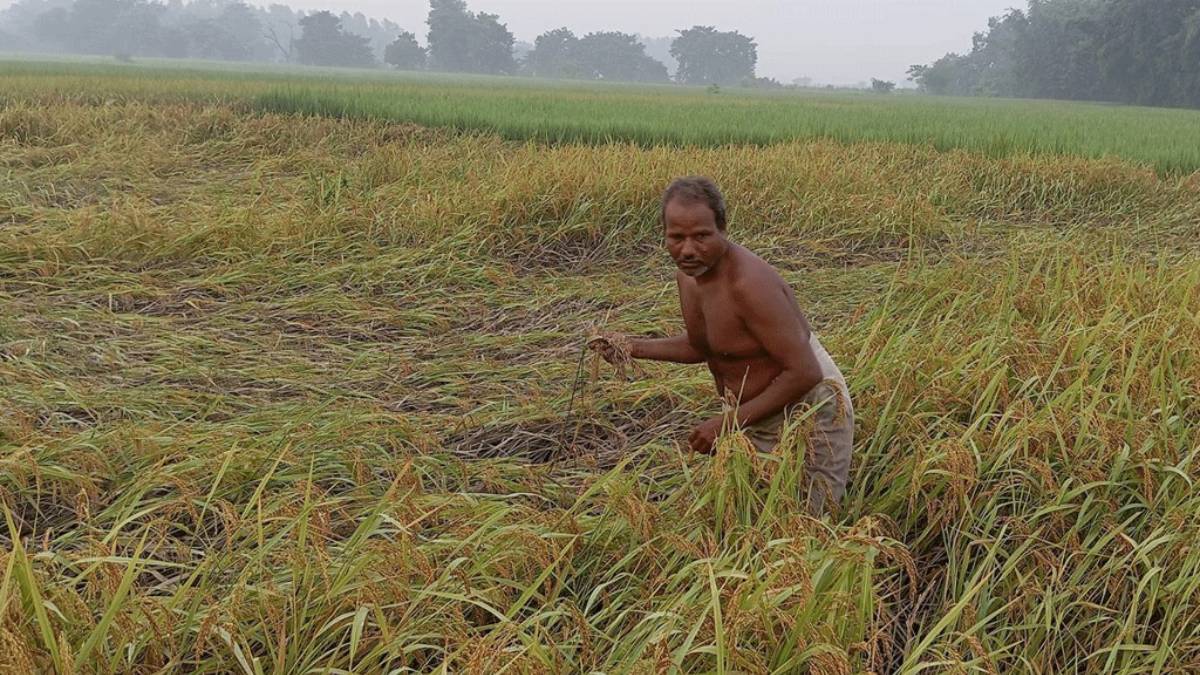 सुनसरीमा किसान भन्छन्- ‘यसपटकको दसैँ दशा भएर आयो’