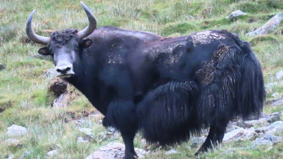 शे-फोक्सुन्डो राष्ट्रिय निकुञ्जमा भेटियो दुर्लभ जंगली याक