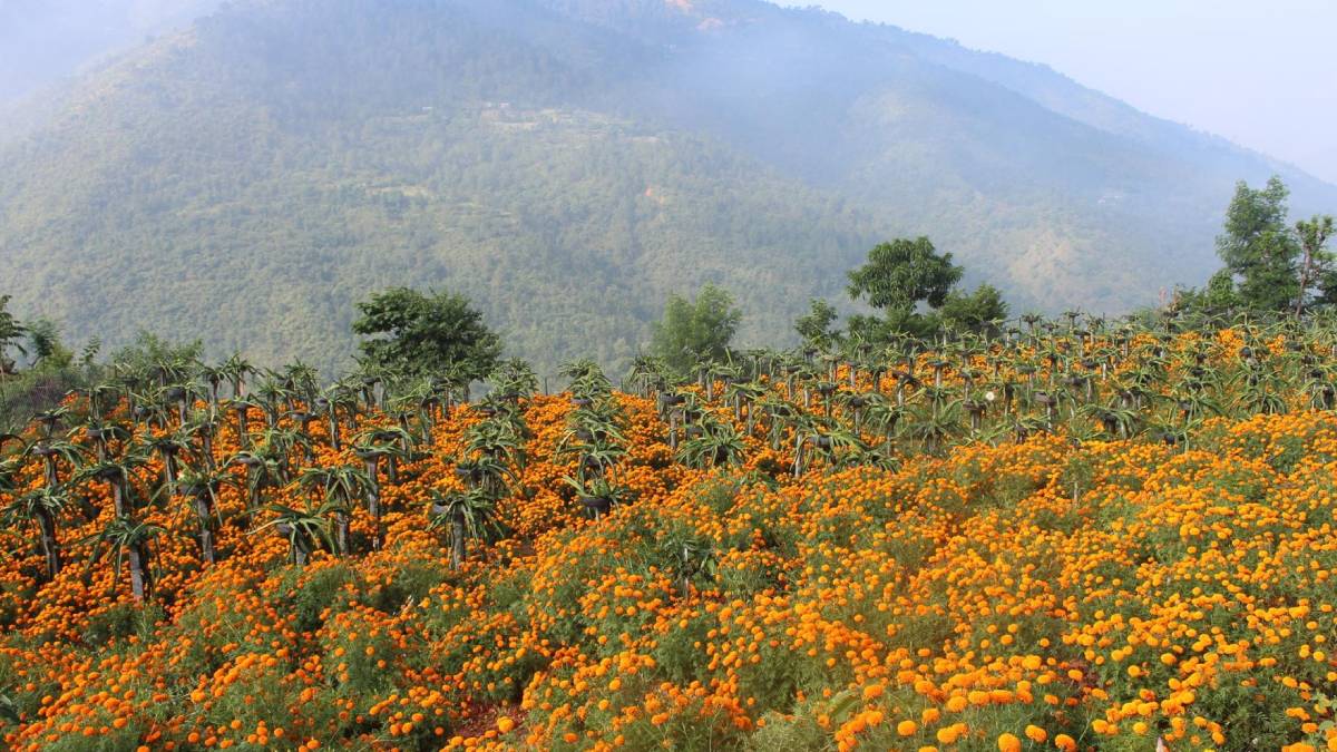 ड्रागन फ्रुटसँगै सयपत्री फूलको खेती