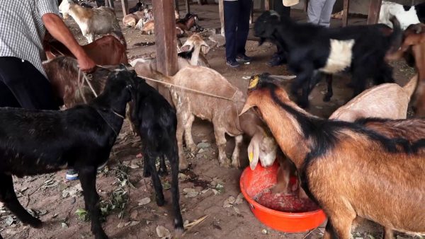 खाद्य व्यवस्थाले सुरु गर्‍यो खसीबोका र च्याङ्ग्राको बिक्री, १४ सय खसीबोका र ३ सय च्याङ्ग्रा विक्री गर्ने