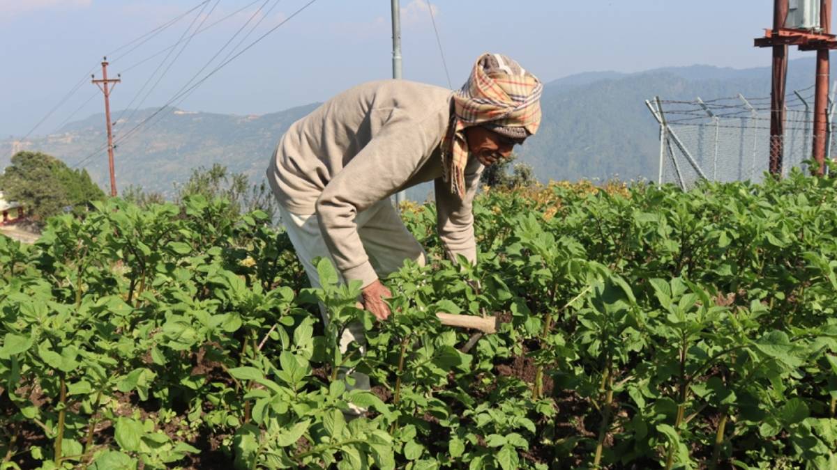 ९० वर्षको उमेरमा कृषि र पशुपालनमा सक्रिय