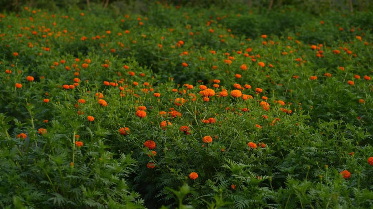 ४० रोपनी जग्गामा सयपत्री फूलखेती