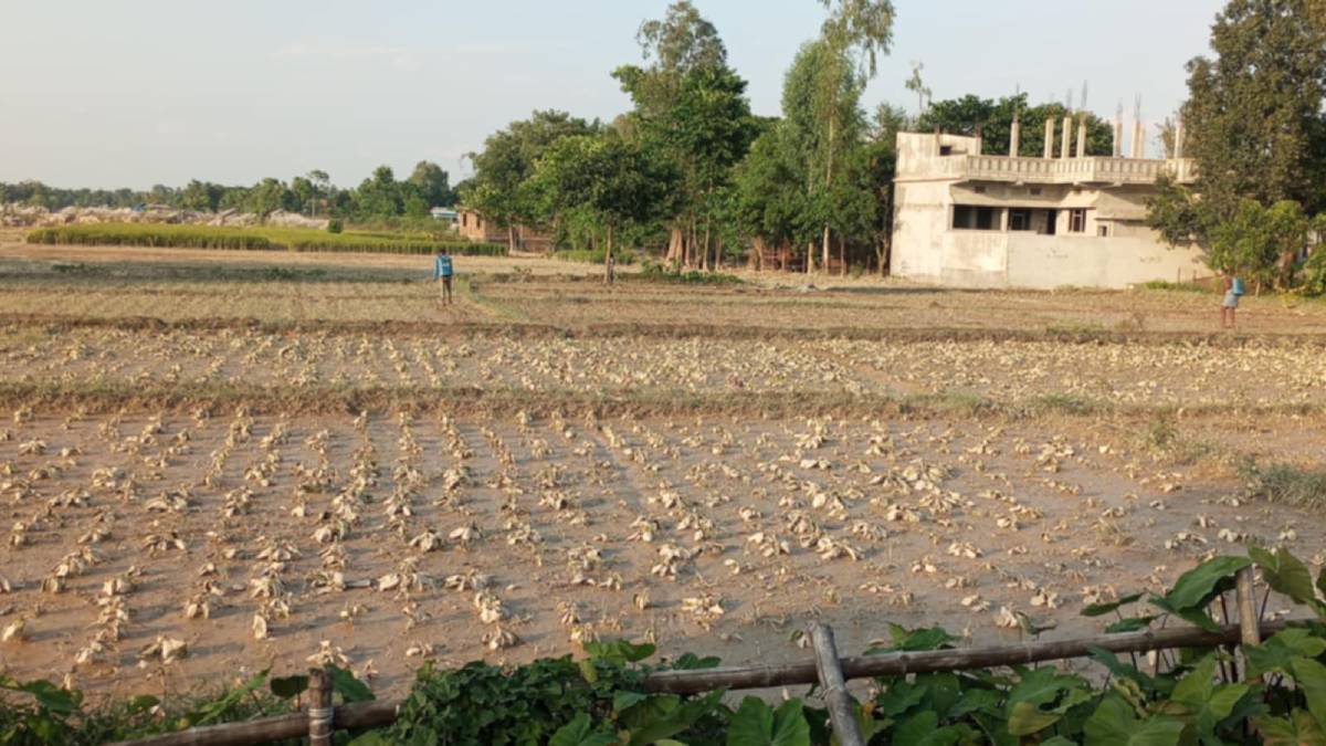 बाढीले दुई करोडको तरकारी बाली क्षति