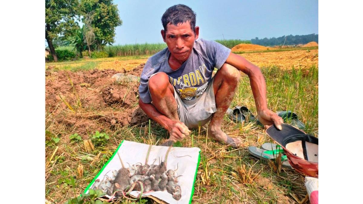 धानबाली भित्र्याएर फुर्सदिला भएका थारू मुसा मार्न व्यस्त