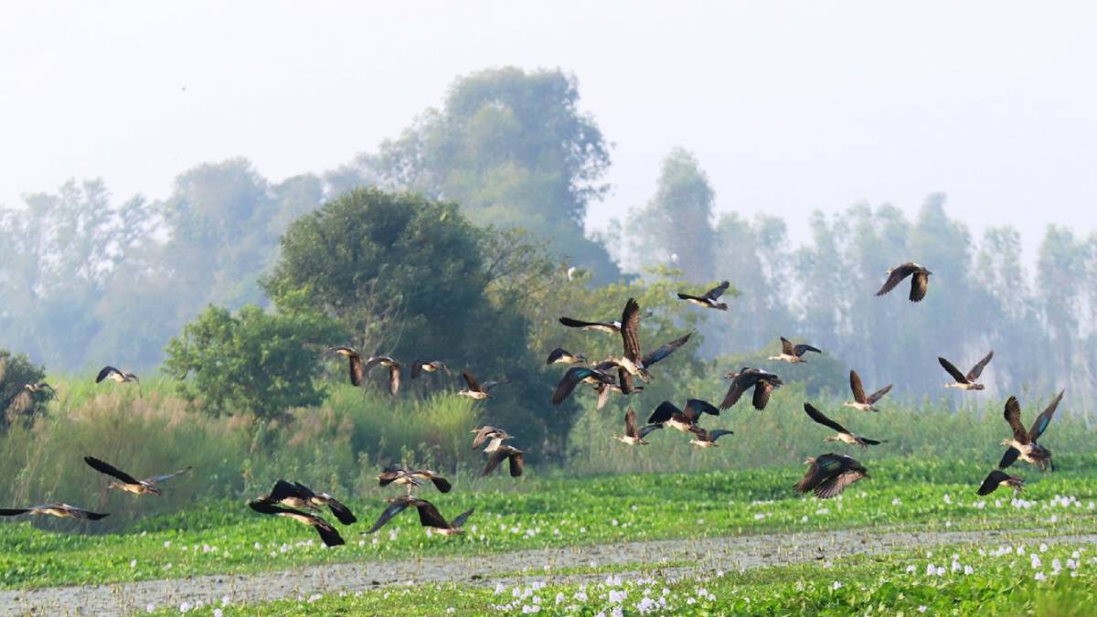 साइबेरियाका चरा कैलाली-कञ्चनपुरमा