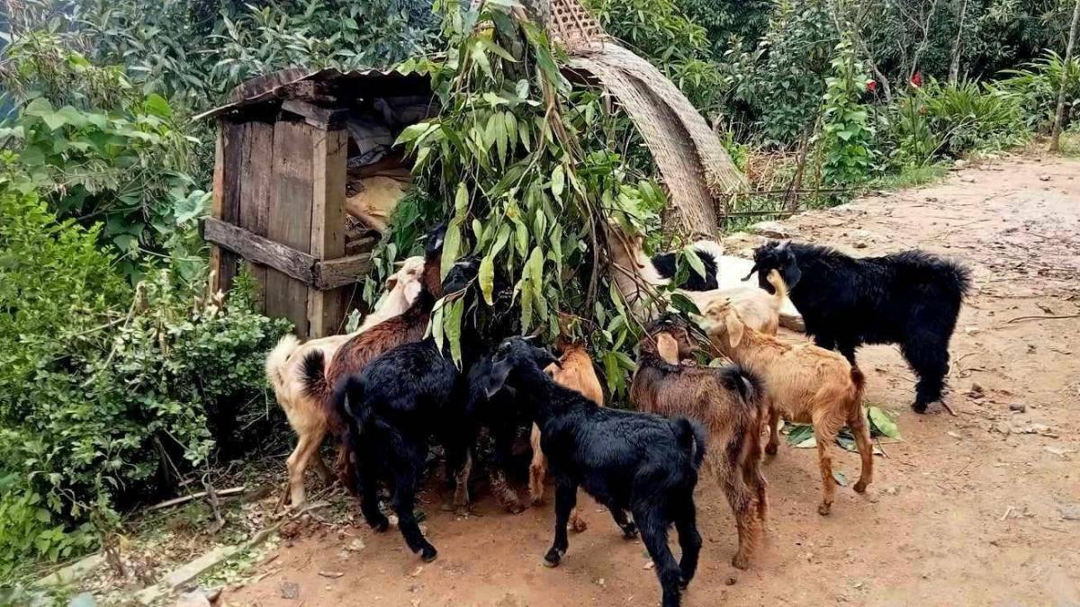 प्रहरी सेवाबाट निवृत्त भएपछि बाख्रापालन, वर्षको १५ लाख आम्दानी