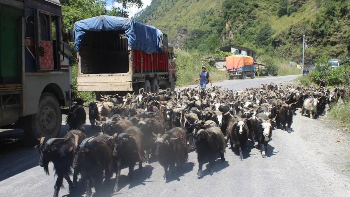 तिहारका लागि मुस्ताङबाट ४ हजार भेडाच्याङग्रा बिक्री