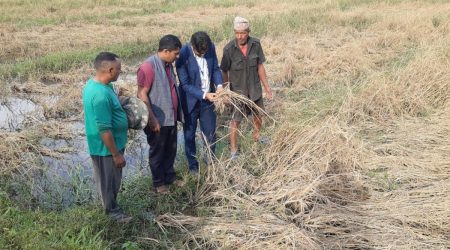 फेवाफाँटको जेठोबुढोमा गभारो : भित्र्याउने बेला धान न पराल