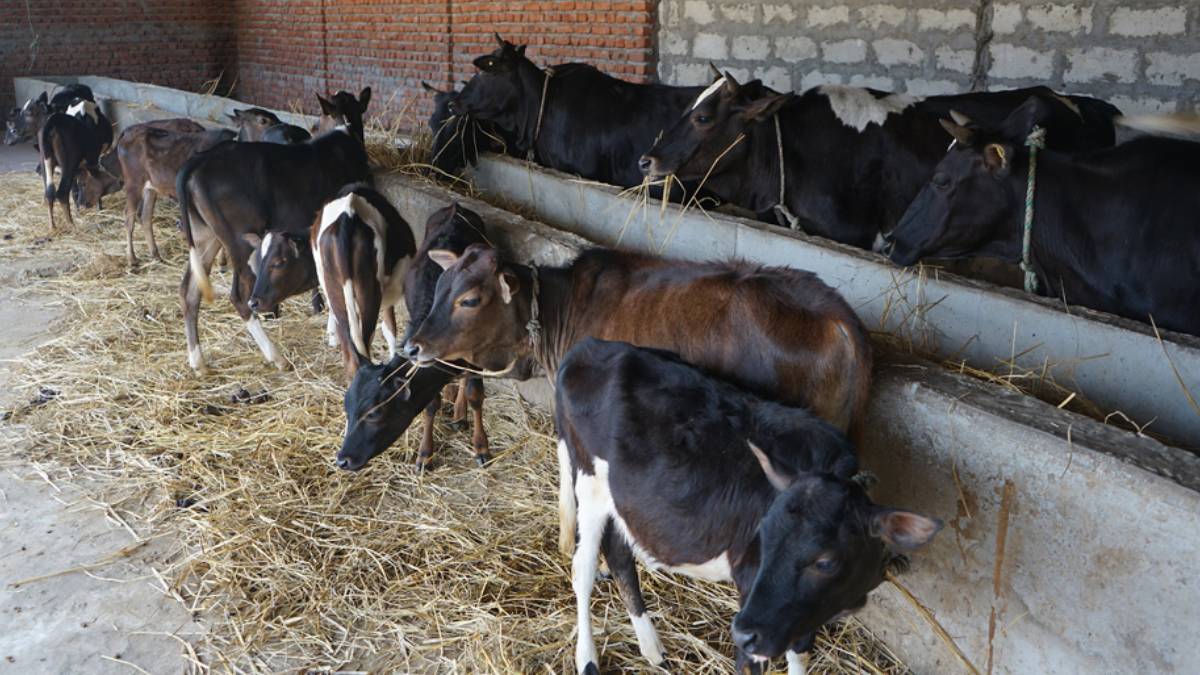 स्थानीय गाई पाल्ने चलन हराउँदै