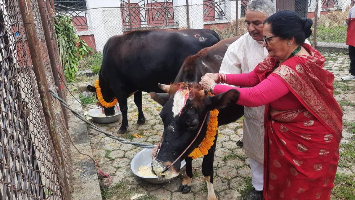 राष्ट्रपति पौडेलले गरे गाईपूजा