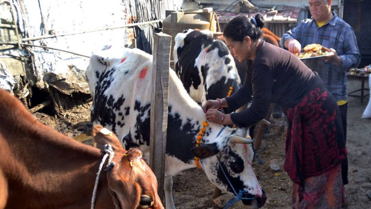 तिहारको चौंथो दिन : आज गोरु, गोवर्द्धन र हली पूजा