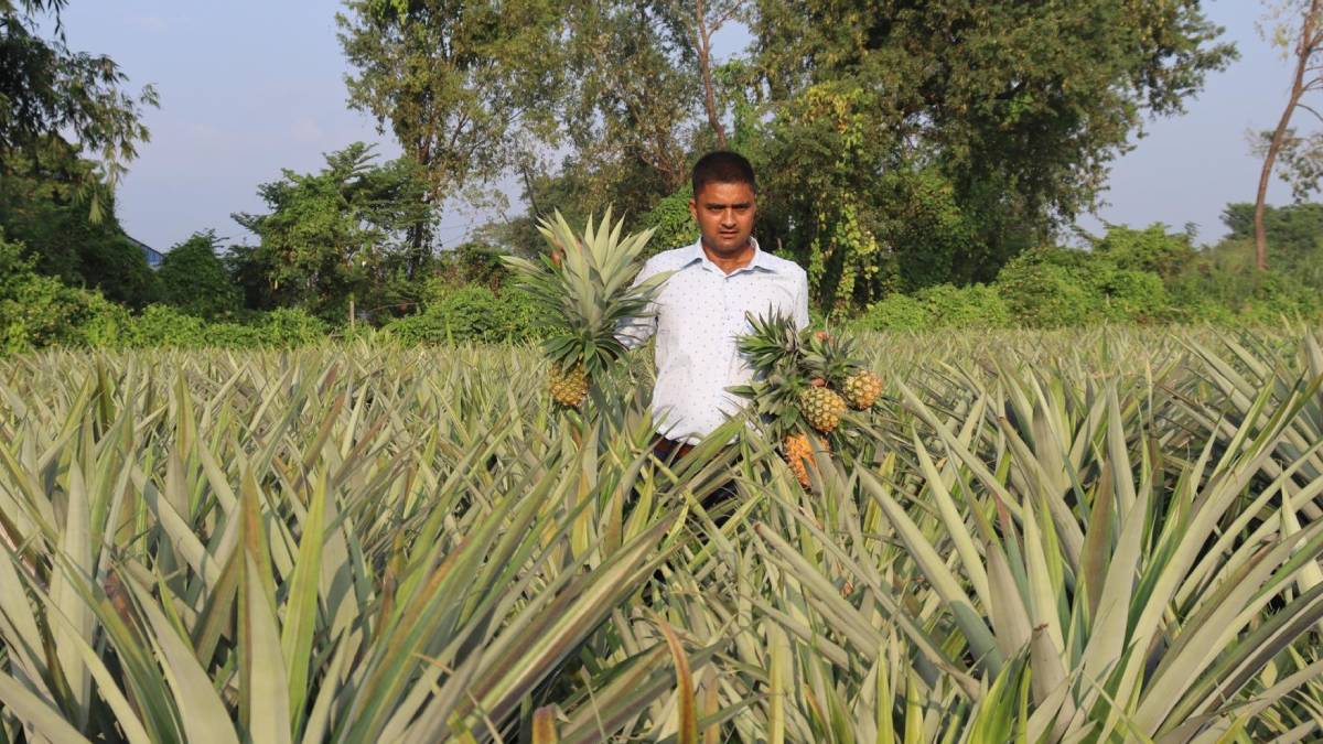 भुइँकटहर खेतीबाट वर्षमा १५ लाख कमाउँदै भूपु प्रहरी विष्ट