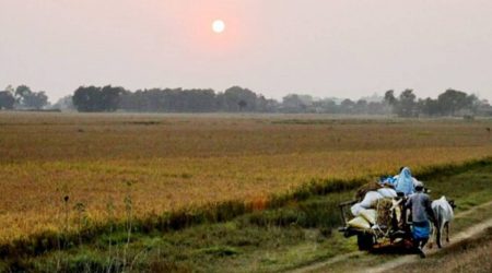 बाली लगाउने बेला सधैँ बीउकै चिन्ता