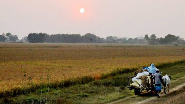 बाली लगाउने बेला सधैँ बीउकै चिन्ता