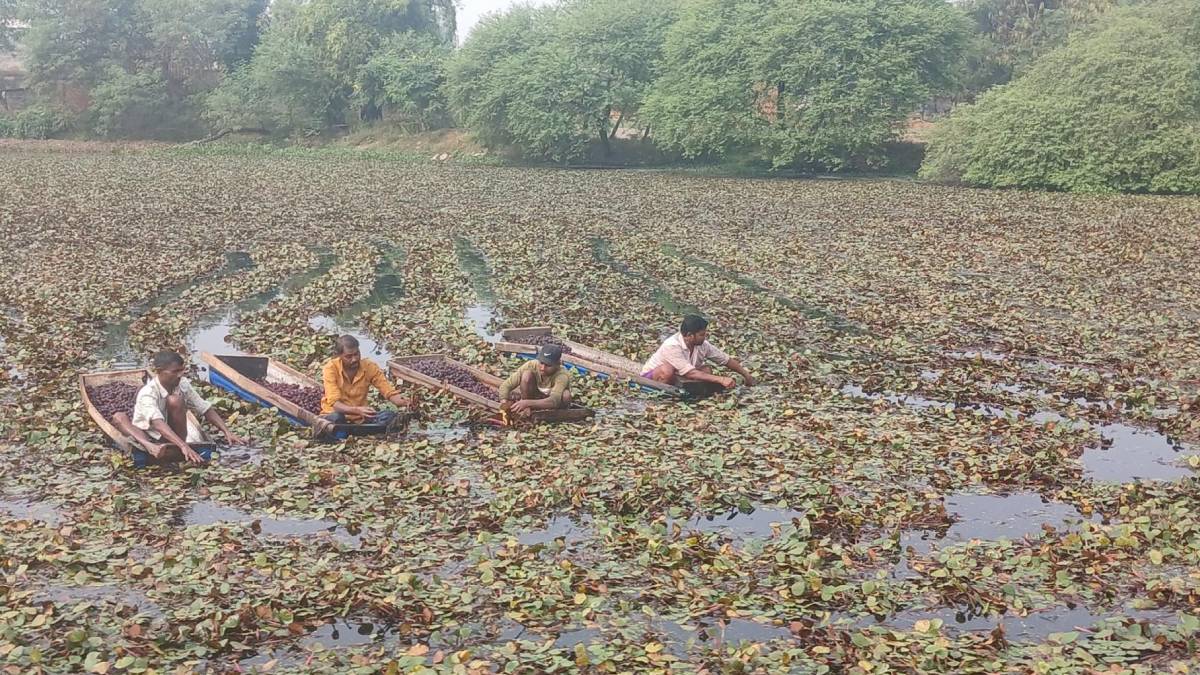 व्यावसायिक सिँगडाखेतीबाट गाउँमै लाखौँ आम्दानी