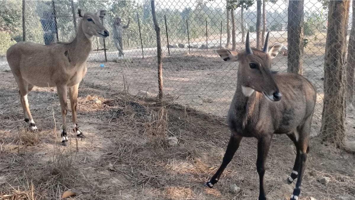 कटारीमा वन्यजन्तु पुनःस्थापना केन्द्र सञ्चालन