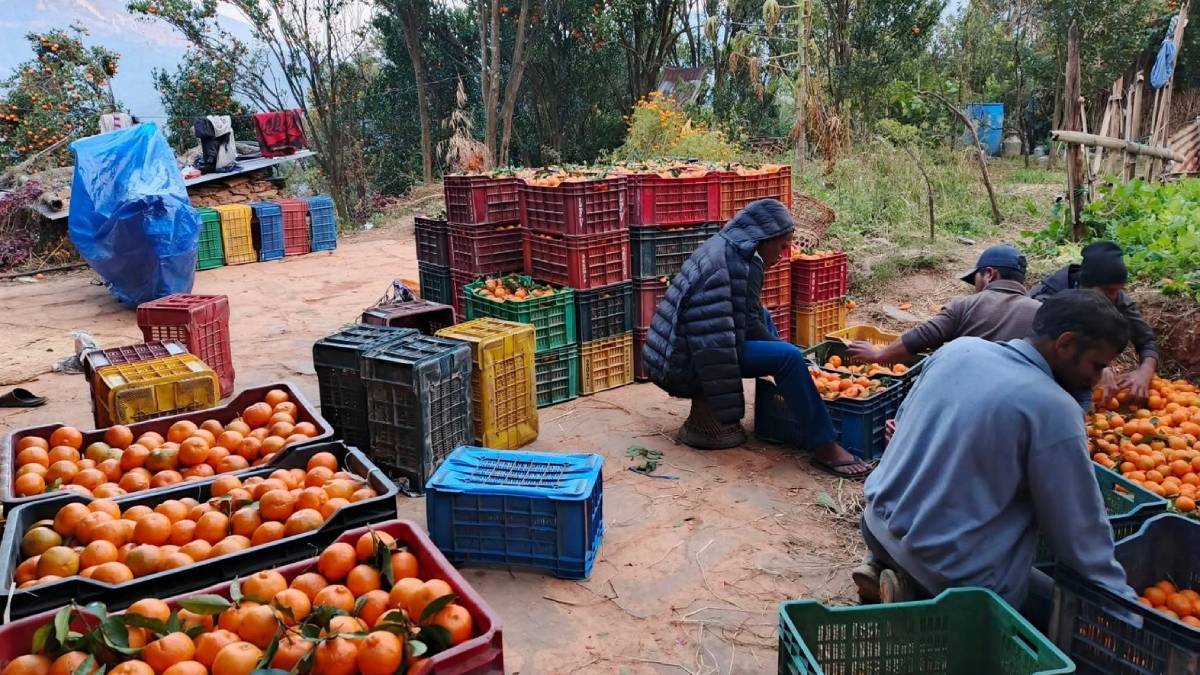 २० हजार कमाइ नहुने ठाउँमा लाखौंको सुन्तला फल्दै