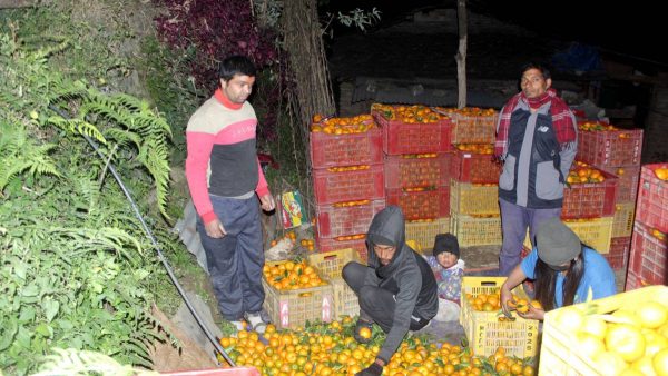 म्याग्दीमा सुन्तला बिक्री गर्न बजार खोज्नुपर्ने झन्झट हट्यो