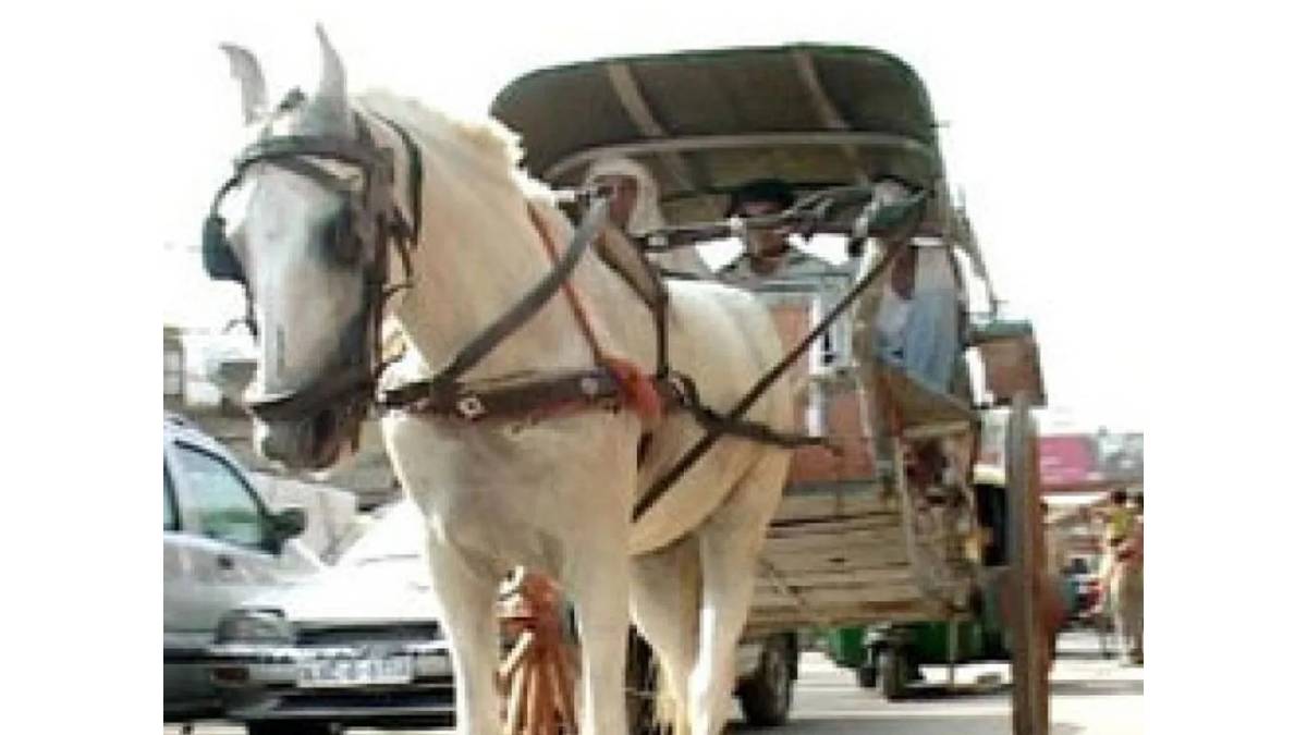 टाँगाले वीरगञ्ज सहरको ट्राफिक व्यवस्थापनमा चुनौती थप्दै