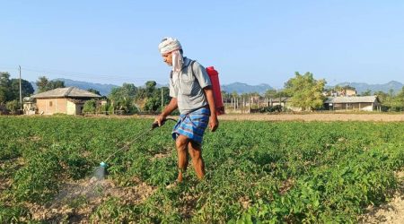 व्यापार छाडेर टमाटर खेती, वार्षिक पाँच लाख बढी आम्दानी