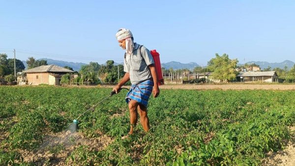 व्यापार छाडेर टमाटर खेती, वार्षिक पाँच लाख बढी आम्दानी