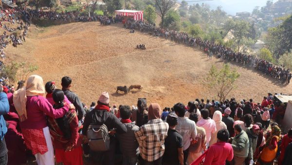 नुवाकोटका विभिन्न स्थानमा गोरु जुधाइ गरी मनाइयो माघेसङ्क्रान्ति