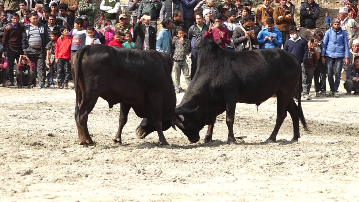 गोरु जुधाइ : ‘वान भर्सेस वान’ नछुट्टिएसम्म जुधाइने