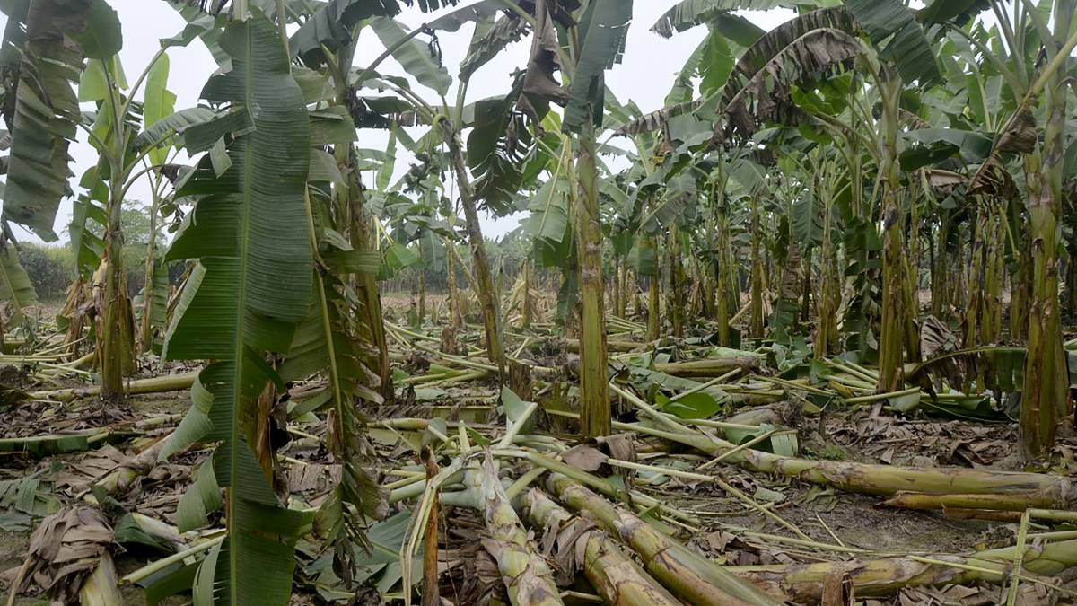 रौतहटमा हात्तीको उपद्रोबाट स्थानीय त्रसित