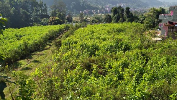 रेशम हराएपछि किम्बु बन्यो पशु आहारा, तीन लाख बिरुवा उत्पादन हुँदै